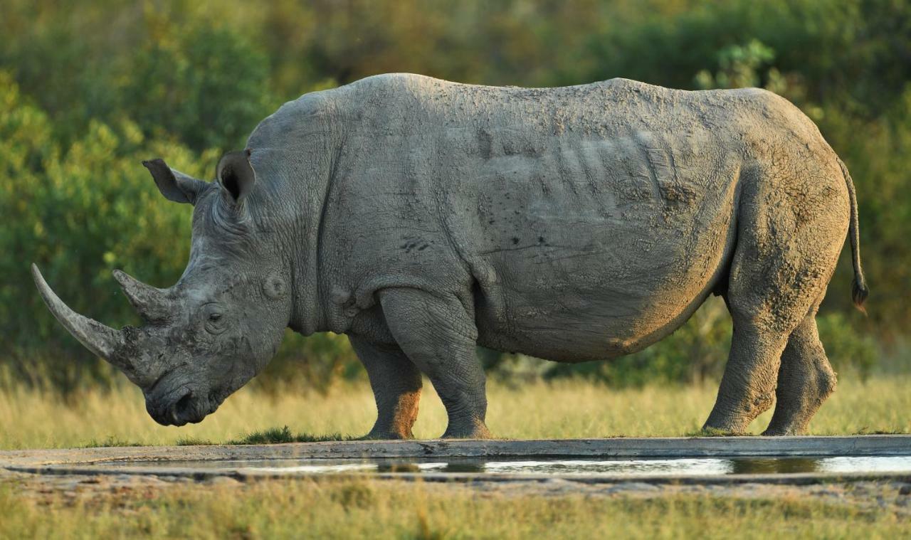 Bona Ngwenya Lodge & Safaris Марлот-Парк Екстер'єр фото