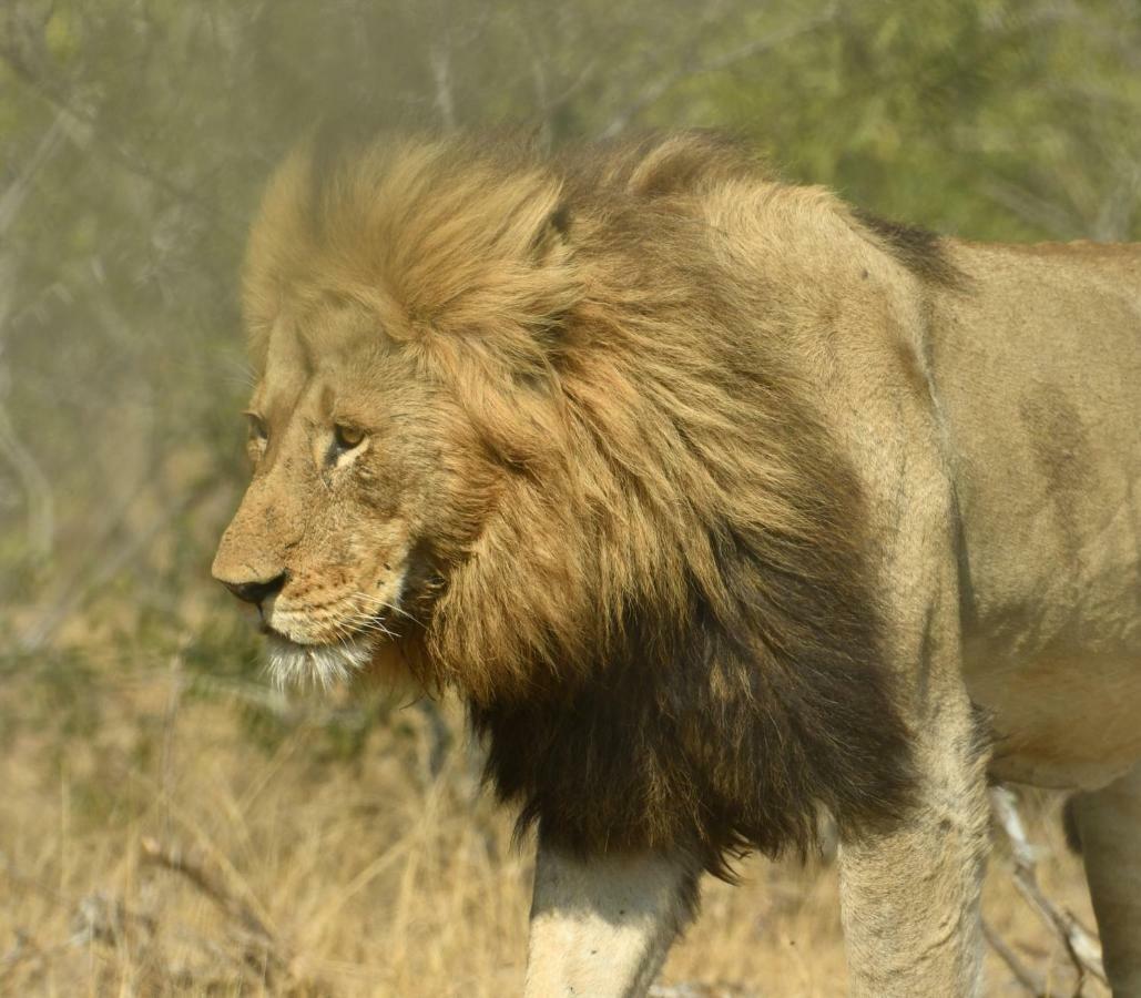 Bona Ngwenya Lodge & Safaris Марлот-Парк Екстер'єр фото
